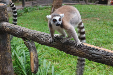 Cute, fluffy ring-tailed lemur . Wild animal park