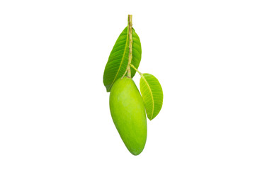 green leaves isolated on white background