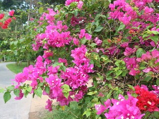 Pink and beautiful  flowers of  Bougainvillea. Purple tropical flowers blooming in garden. Ornamental bushes.
