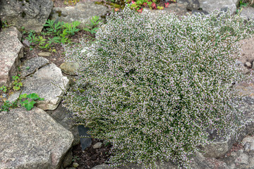 Blooming Bush of Cimicifuga racemosa, on the rock