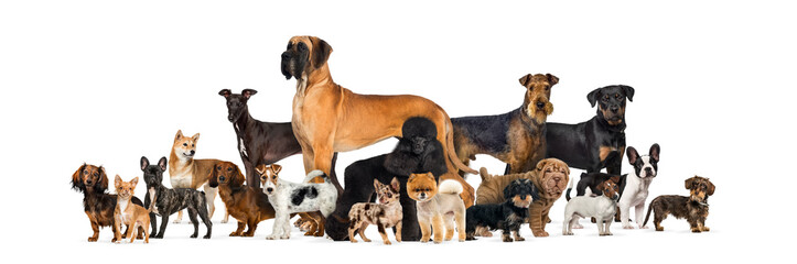 Large group of purebred dogs in studio against white background