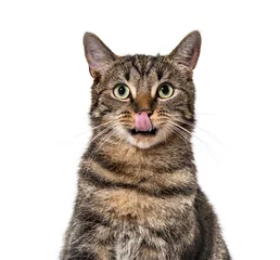 Foto op Plexiglas Close-up on a striped mixed-breed cat licking lips (2 years old) © Eric Isselée