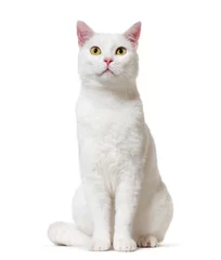 Fotobehang White mixed-breed cat (2 years old), isolated on white © Eric Isselée