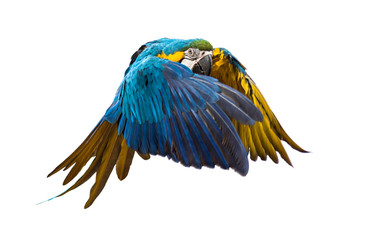 Fototapeta premium Side view of a blue-and-yellow macaw, Ara ararauna, flying