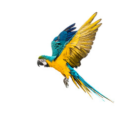 Side view of a blue-and-yellow macaw, Ara ararauna, flying