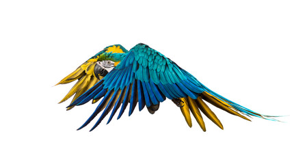Fototapeta premium Side view of a blue-and-yellow macaw, Ara ararauna, flying