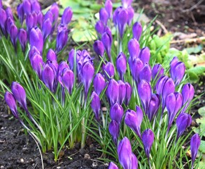 Violet Crocus flowers in a garden