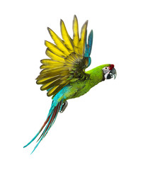 Military macaw, Ara militaris, flying, isolated on white © Eric Isselée