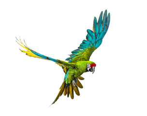 Military macaw, Ara militaris, flying, isolated on white © Eric Isselée