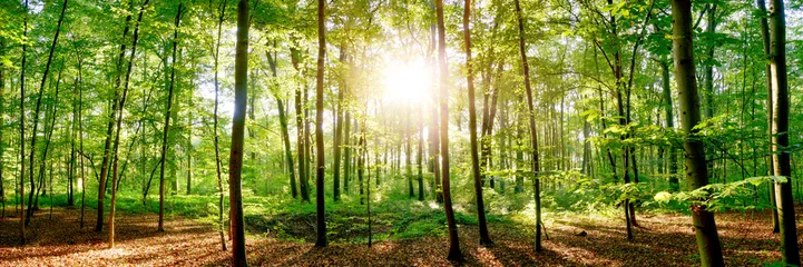 Rollo 65/5000 Wald im Frühling mit heller Sonne, die durch die Bäume scheint © Günter Albers