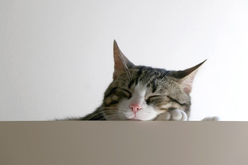 Domestic tabby cat sleeping on a furniture. Selective focus.
