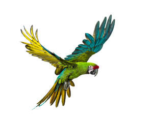 Military macaw, Ara militaris, flying, isolated on white © Eric Isselée