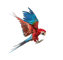 Naklejka na ściany i meble Green-winged Macaw, Ara chloropterus, flying in front of white