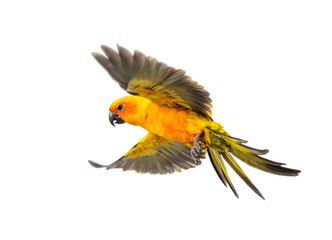 sun parakeet, bird, Aratinga solstitialis, flying, isolated
