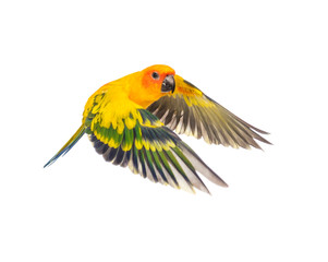 sun parakeet, bird, Aratinga solstitialis, flying, isolated