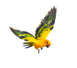 sun parakeet, bird, Aratinga solstitialis, flying, isolated