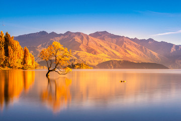 Naklejka na ściany i meble Beautiful tree inside the Lake Wanaka, New Zealand.