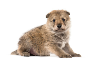 Young Mongolian wolf, or grey wolf, one month old, isolated