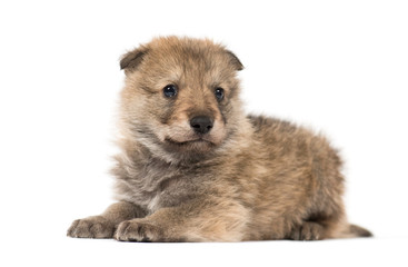 Young Mongolian wolf, or grey wolf, one month old, isolated