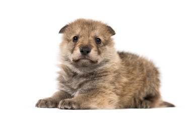 Young Mongolian wolf, or grey wolf, one month old, isolated