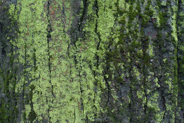 Wet tree bark covered with green moss and lichen