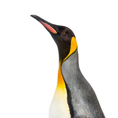 Close-up of a head of a king penguin, isolated on white