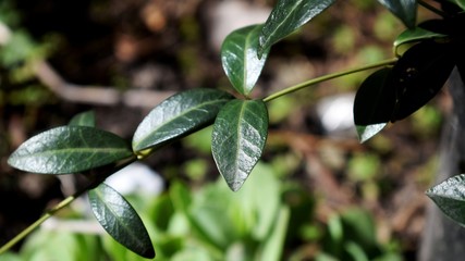 Vinca leaves