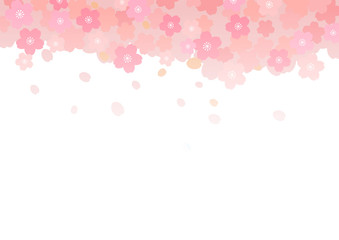 Cherry blossom in full bloom on white background