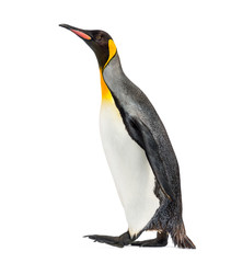 Side view of a king penguin walking, isolated on white © Eric Isselée
