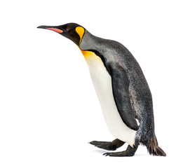 Fototapeta premium Side view of a king penguin walking, isolated on white