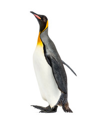 Side view of a king penguin walking, isolated on white