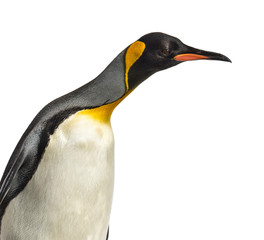 Close-up of a head of a king penguin, isolated on white
