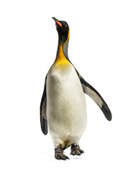 Naklejka premium Front view of a king penguin walking, isolated on white