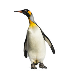 Naklejka premium pingwin królewski stojący przed białym tle
