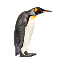 king penguin standing in front of a white background