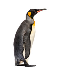 king penguin standing in front of a white background