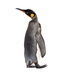 Back view of a king penguin isolated on white