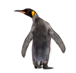 Back view of a king penguin isolated on white © Eric Isselée