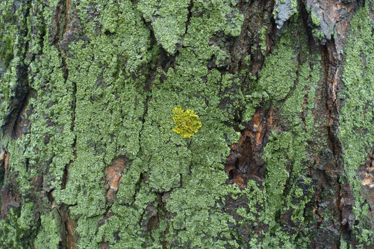 Yellow and green lichen and moss on tree bark