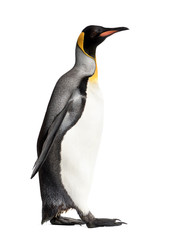 Side view of a king penguin walking, isolated on white