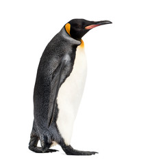 Side view of a king penguin walking, isolated on white