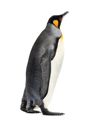 Side view of a king penguin walking, isolated on white