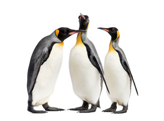Fototapeta premium King penguins walking in a row, isolated