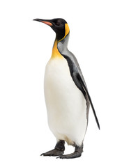 king penguin standing in front of a white background