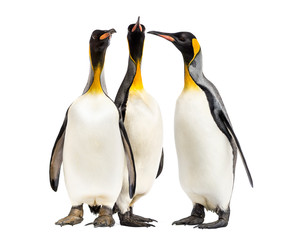 King penguins walking in a row, isolated