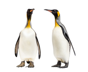 Two King penguins looking each other, isolated