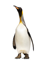 Naklejka premium king penguin standing in front of a white background