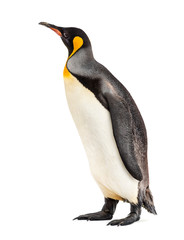king penguin standing in front of a white background