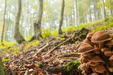 Mushrooms on tree trunk. Autumn landscape. Brown mushrooms
