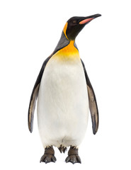 King penguin facing at the camera, isolated on white